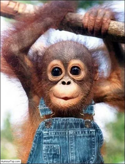 Que porte ce petit singe ?