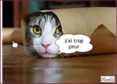 De quoi les chats ont-ils peur ?