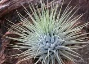 Quiz NE45 - Moi, le tillandsia