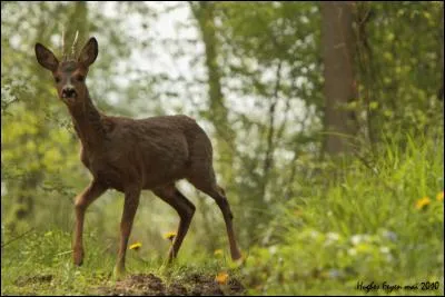 Lorsqu'il porte ses premiers bois, le jeune cerf s'appelle alors :