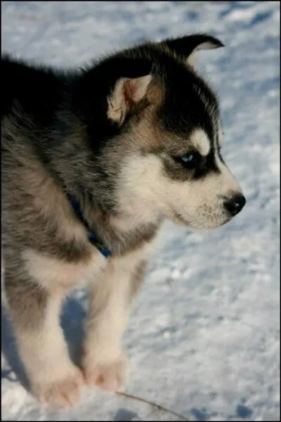 Quelle est la race de ce chien ?