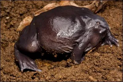 À quel Pokémon ressemble cette grenouille violette d'Inde ?