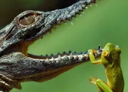 Quiz Les animaux n'ont pas fini