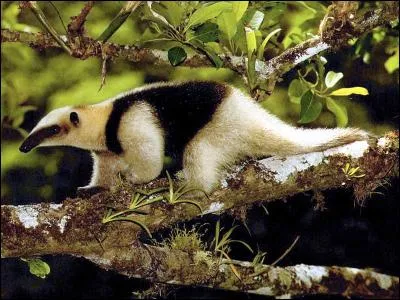 Le tamandua, petit fourmilier arboricole, se nourrit de termites, fourmis et abeilles, il porte d'ailleurs un autre nom !