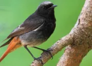 Quiz Petits et gros oiseaux