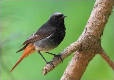 Comment s'appelle cet oiseau ?