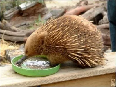 Cet animal est 'monotrme'. Mais que signifie ce terme ?