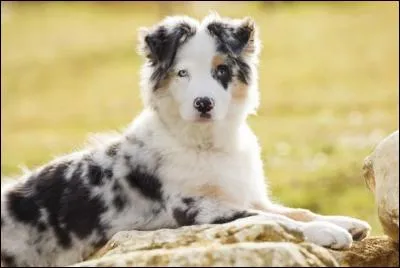 Quelle est la race de ce chien ?