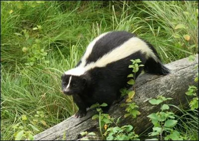 Quel est cet animal qui fait fuir ses prédateurs avec son gaz très malodorant ?