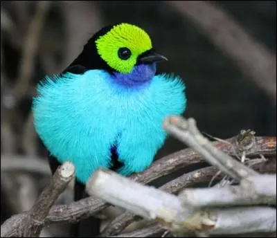 Première poche digestive des oiseaux : ja...