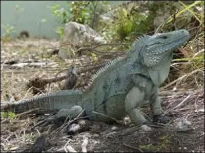 Les iguanes bleus ne vivent que sur l'île de Grand Cayman.