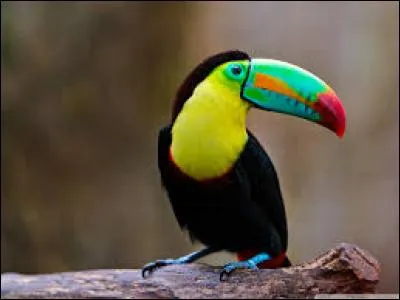 Où vivent les toucans ?