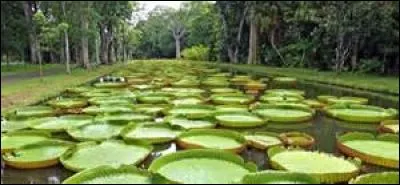 Sur quelle île peut-on se promener dans 
"Le jardin de Pamplemousses" ?