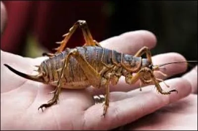 Ces animaux regroupent plusieurs espèces d'insectes orthoptères de la famille des "Anostostomatidae". Ils nous viennent de Nouvelle-Zélande et présentent une taille exemplaire pour un insecte. Je parle bien sûr du ... !