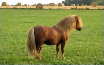 Le shetland est-il le plus petit poney ?