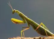 Quiz Insectes en image