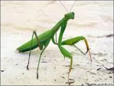 Commençons en douceur, par un insecte réputé pour manger son partenaire pendant l'accouplement (seulement la femelle), c'est :