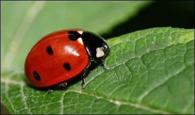 À quel ordre appartient cette coccinelle à sept points, surnommée "bête à bon Dieu" ?