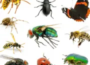 Quiz Vrai ou faux : les insectes