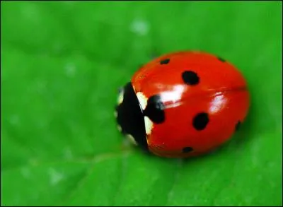 La coccinelle fait partie de la famille des coléoptères.