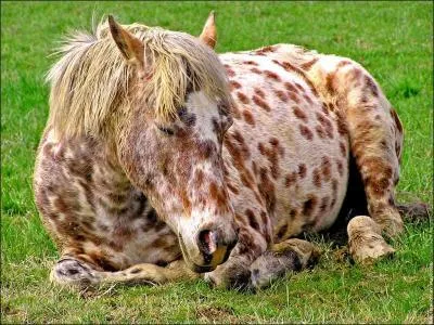 Quelle est la race de ce cheval ?