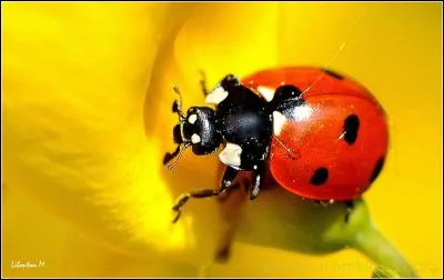 Quel nom donne-t-on usuellement à la coccinelle?