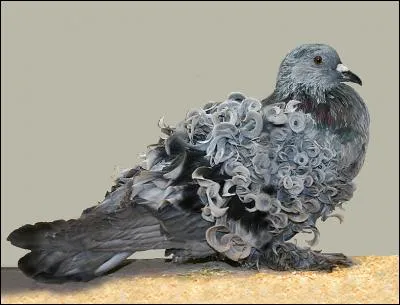 D'où le pigeon frisé nous vient-il ?