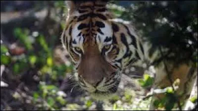 Qui a écrit "La faim du tigre" ?