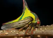 Quiz Quel insecte vous habite ?