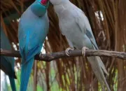 Quiz Les oiseaux exotiques