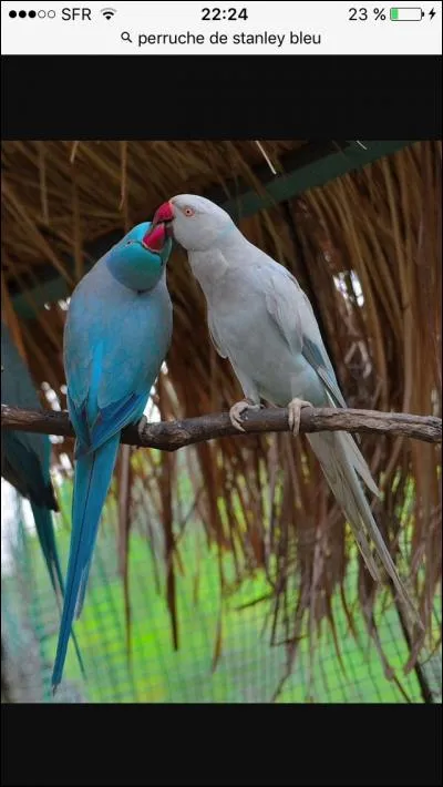 Quels sont ces oiseaux ?