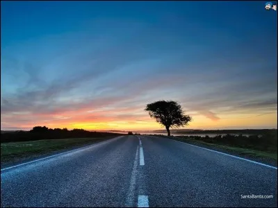 À Quitman, quel animal n'a pas le droit de traverser la route ?