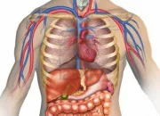 Quiz Le corps humain et ses caractristiques | 3