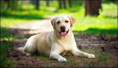 Quelle est la race de ce chien ?