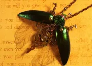 Quiz Insectes ou bijoux