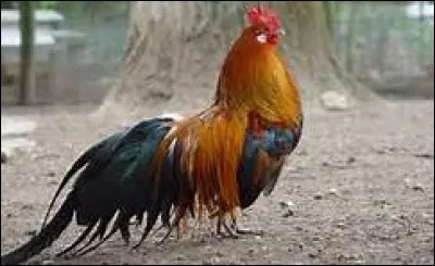 Quelle est cette race de coq ?