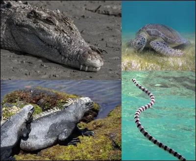 Lequel de ces animaux n'est pas un reptile ?