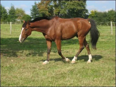 De quelle couleur est ce cheval ?