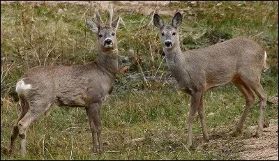 Cette photo représente un couple de...