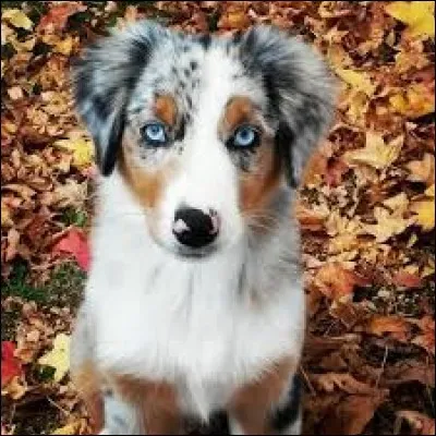 Coucou ! Ce magnifique chien est un berger allemand.