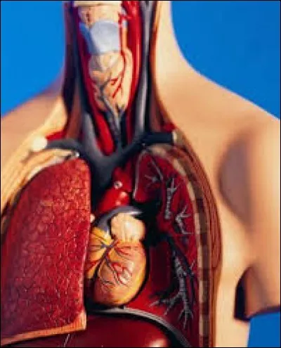 À ce jour, vous avez __ de risques de mourir d'une maladie cardiaque.