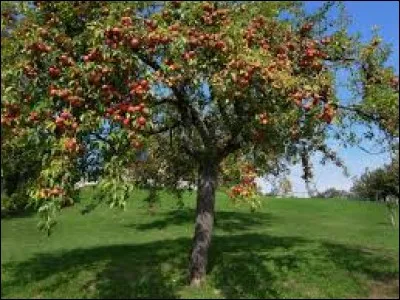 Sur quel arbre pousse la pomme ?