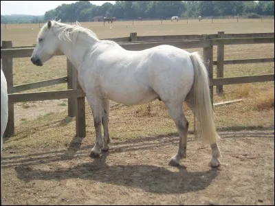 Quelle est la robe de ce cheval ?