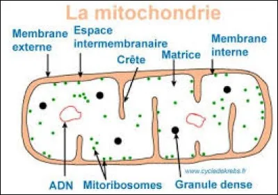 Comment est aussi appelé le cycle de Krebs ?