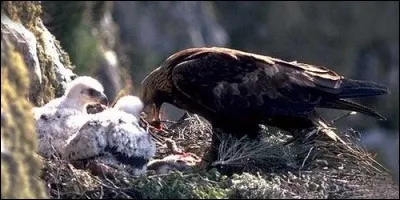 Comment s'appelle le nid de l'aigle ?