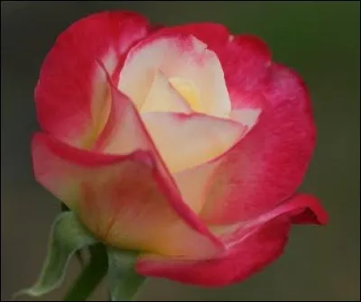 Quel pays a pour emblème la rose depuis la guerre des Deux Roses ?