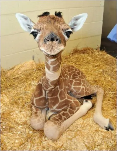 Quel est ce petit animal ressemblant à une peluche ?