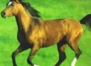 Quiz Es-tu prt(e)  avoir un cheval ?