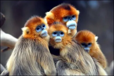 Quelle partie du corps de ces singes est plus colorée ?