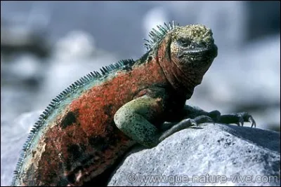 Quelle taille fait l'iguane marin des Galapagos ?